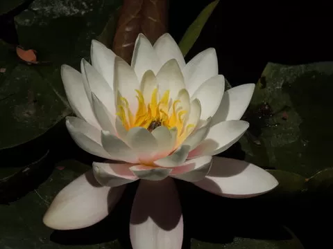 清晰直观的开奖直播界面